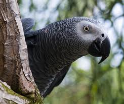 African grey parrot